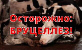 ВНИМАНИЕ! БРУЦЕЛЛЕЗ ВНИМАНИЕ! БРУЦЕЛЛЕЗ.